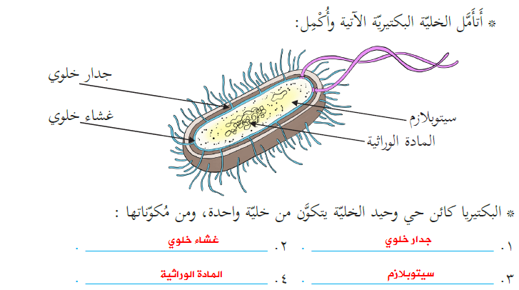 ارسم مخططا لخلية بكتيرية